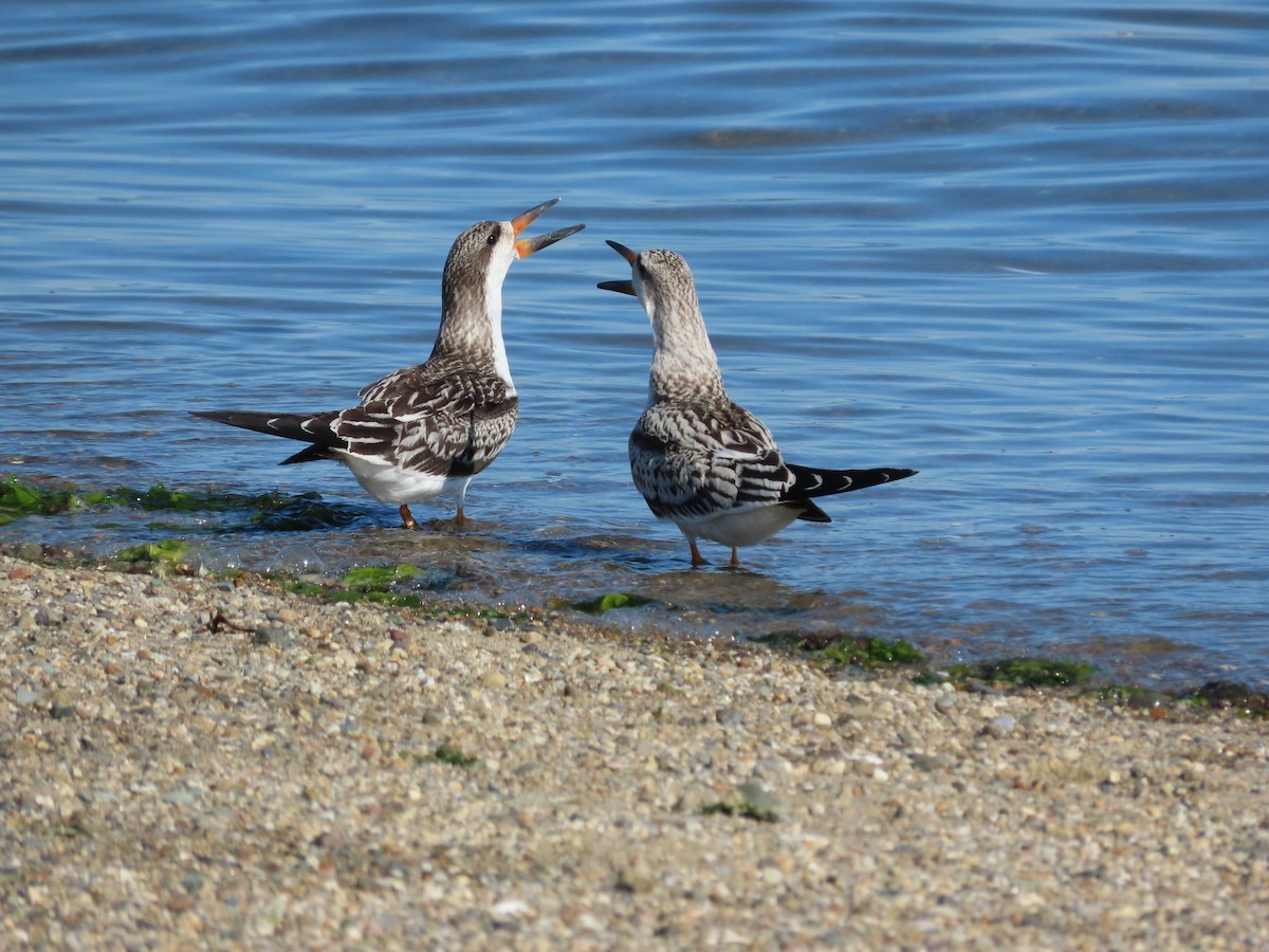 Black Skimmer - ML267788501