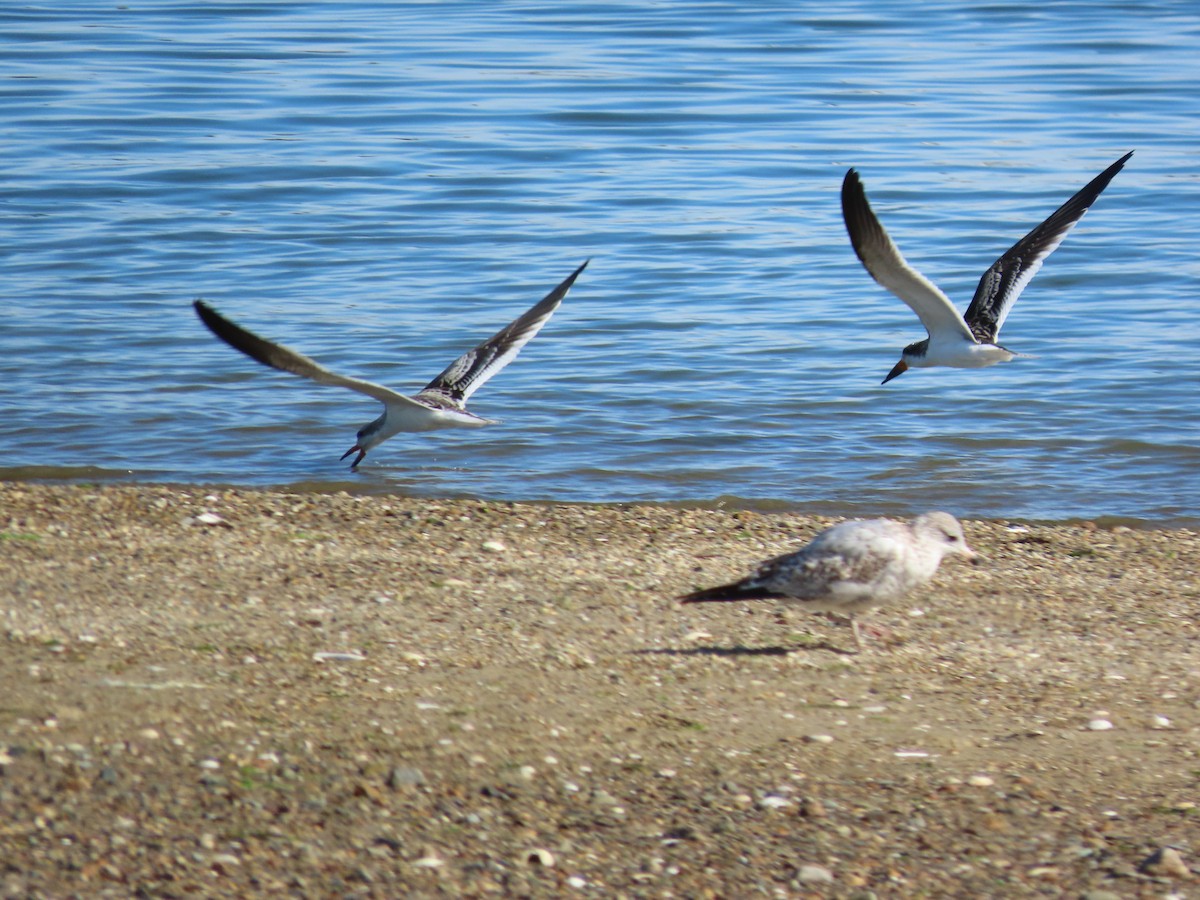 Black Skimmer - ML267788541