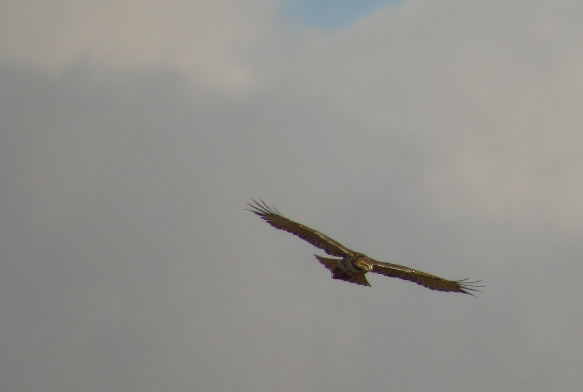 Red-tailed Hawk - ML267788561