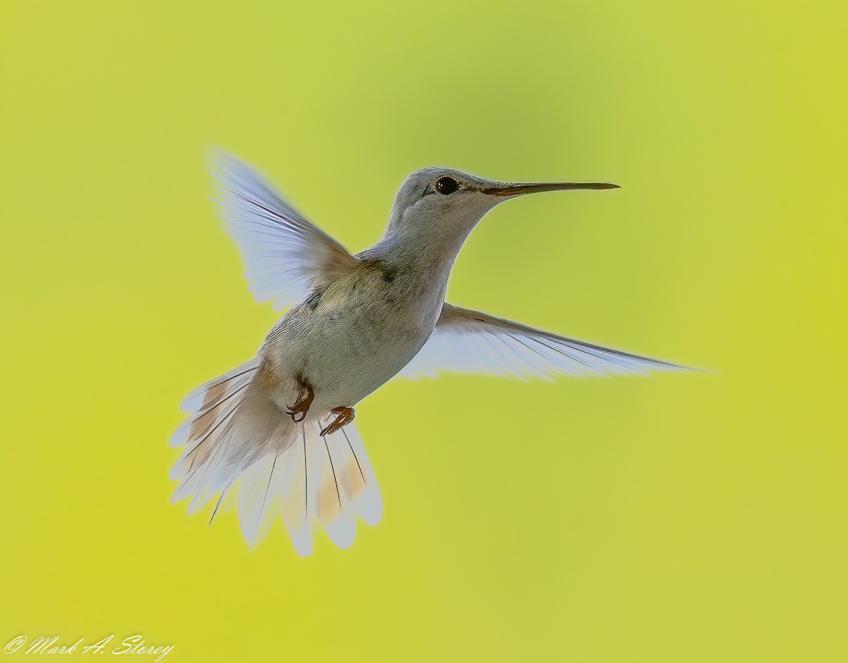 Ruby-throated Hummingbird - Mark Storey
