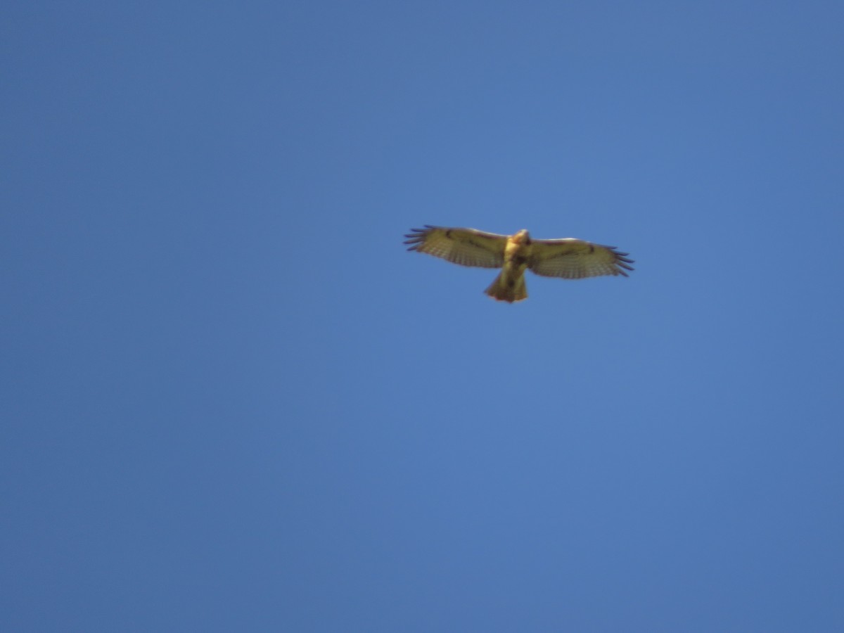 Red-tailed Hawk - ML267788581