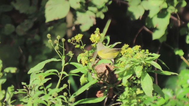 Nashville Warbler - ML267788971