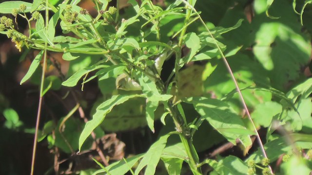 Tennessee Warbler - ML267789201