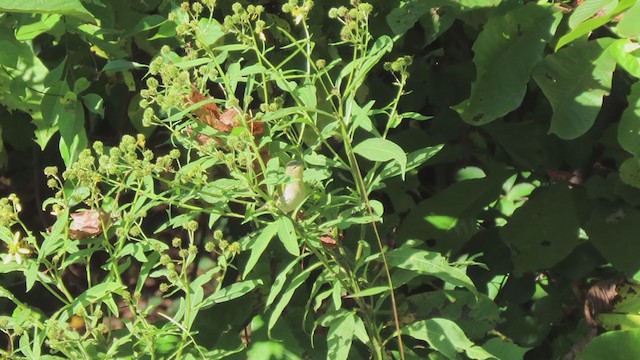 Tennessee Warbler - ML267789251