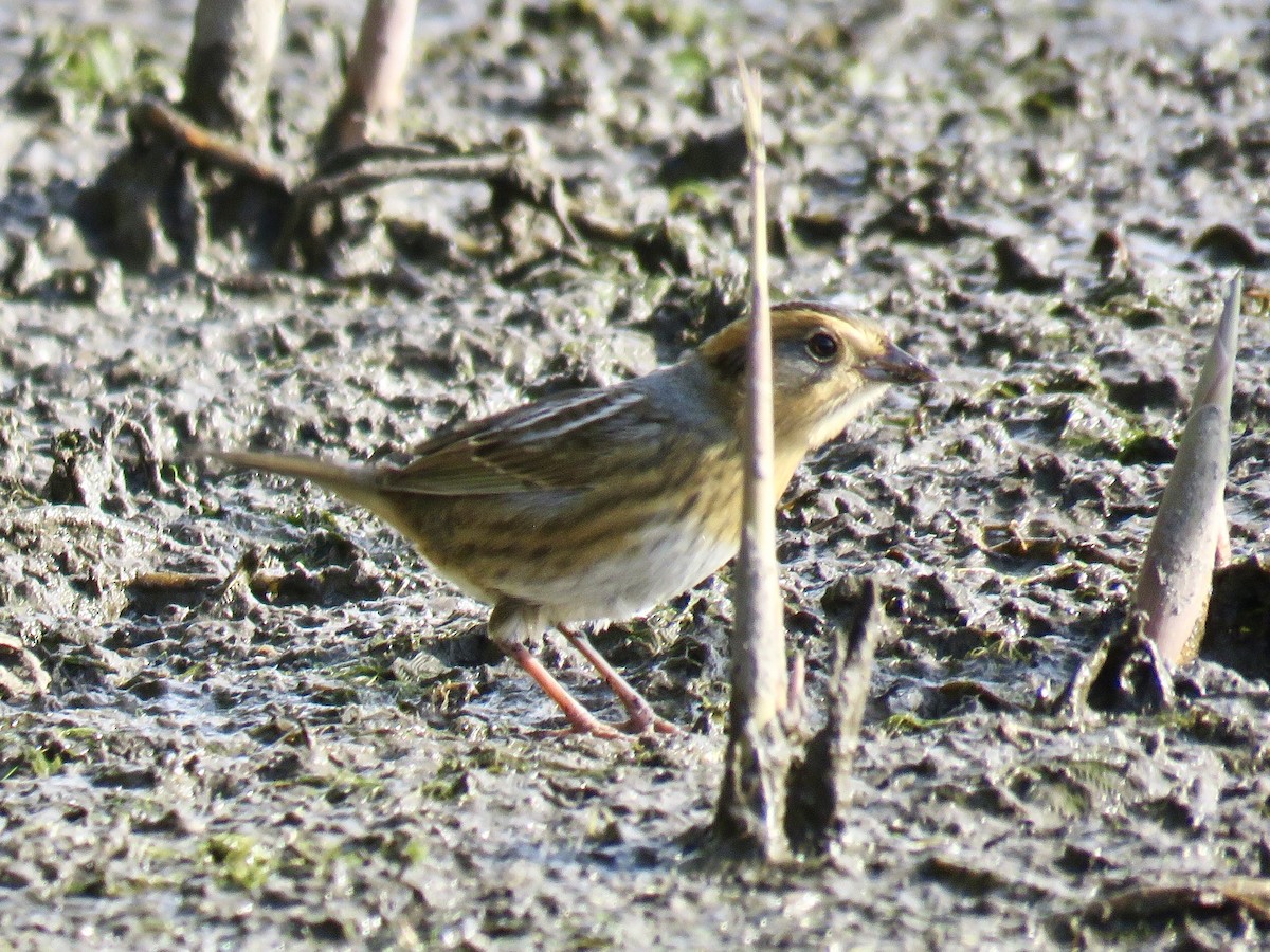 Nelson's Sparrow - ML267791171