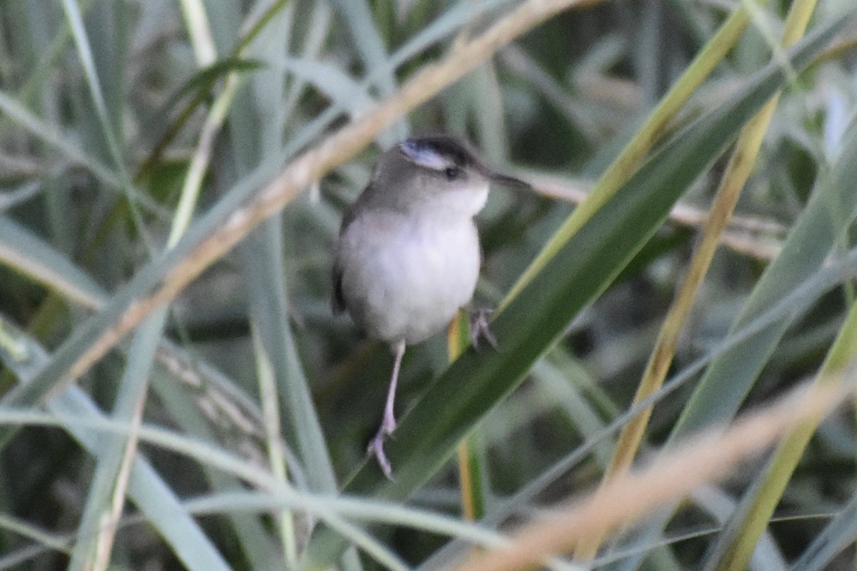 Marsh Wren - ML267791291