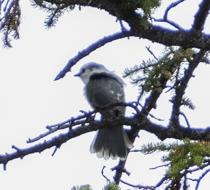 Kanada Kargası - ML267793241