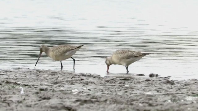 Hudsonian Godwit - ML267796061