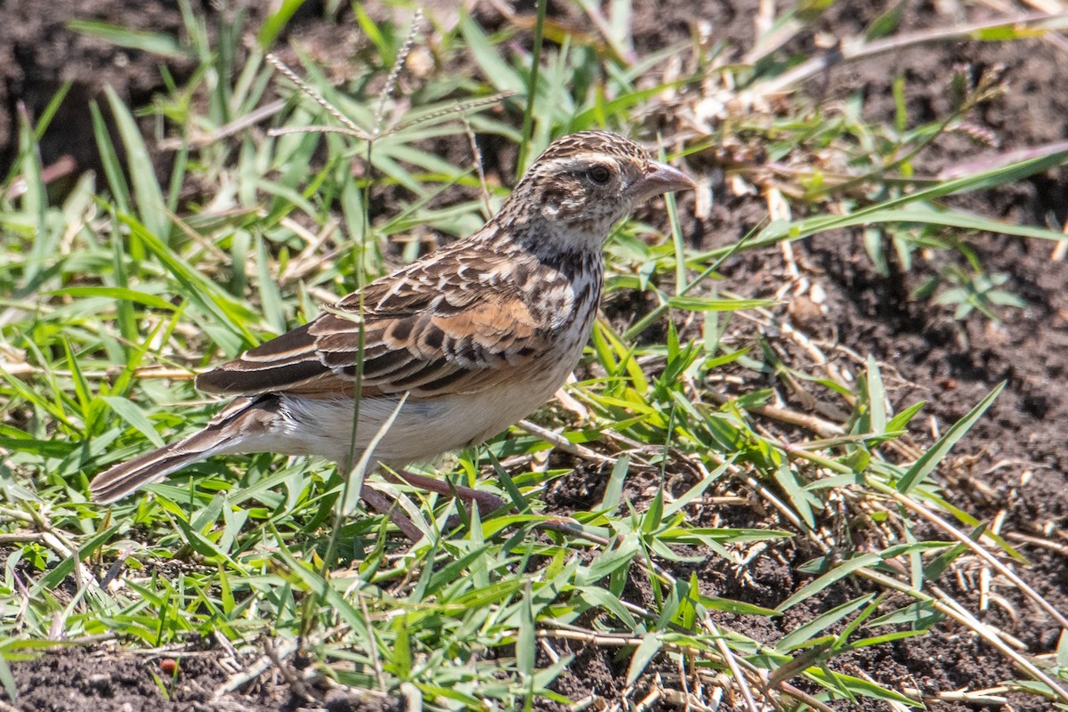 Melodious Lark - Peter  Steward