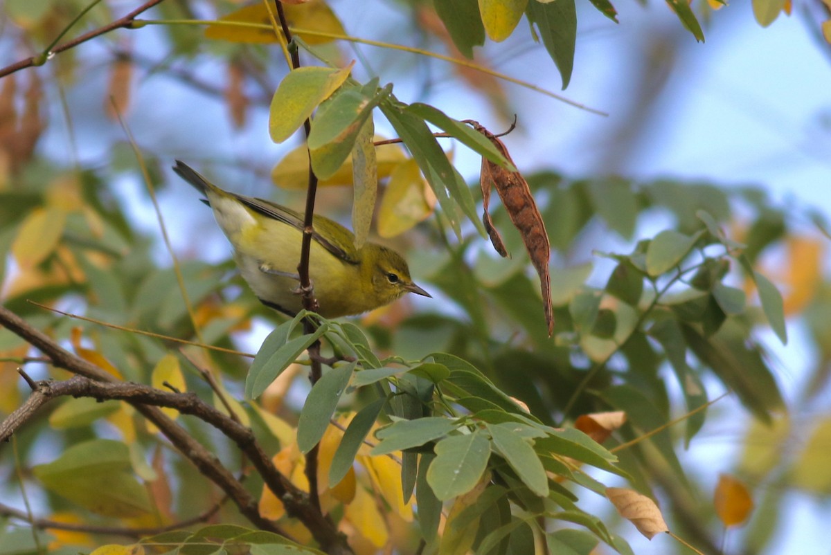 Tennessee Warbler - ML267796771