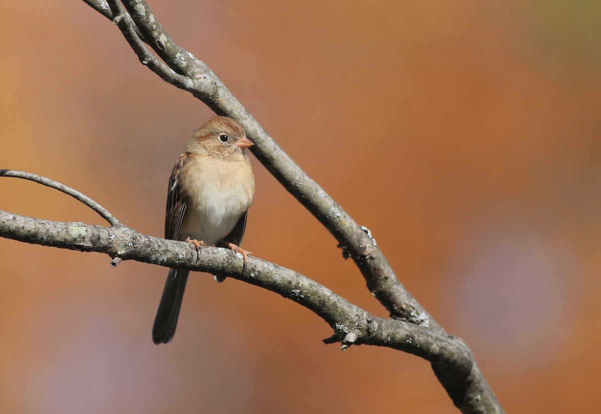 Field Sparrow - Shawn Billerman