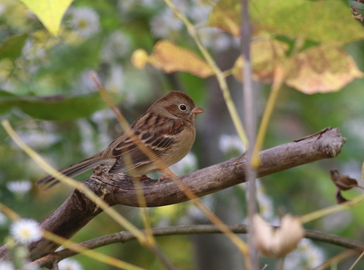 Field Sparrow - Shawn Billerman