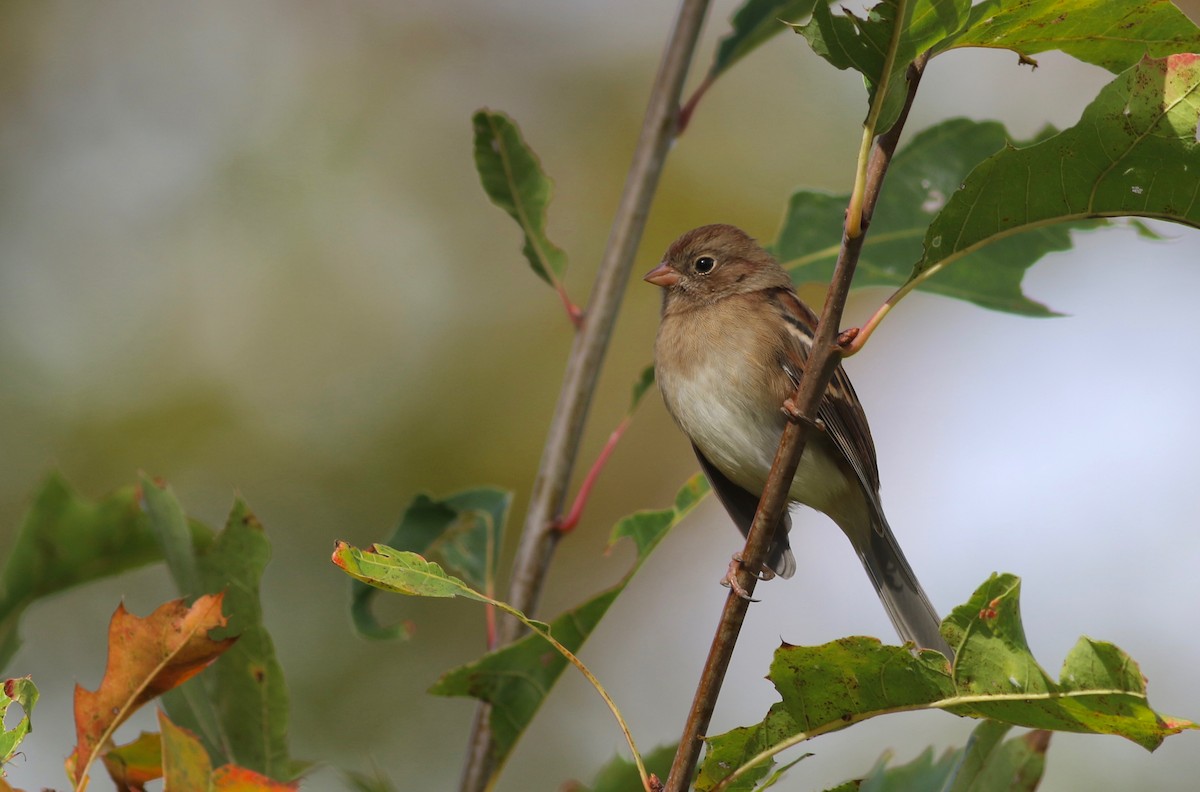 Field Sparrow - ML267797051