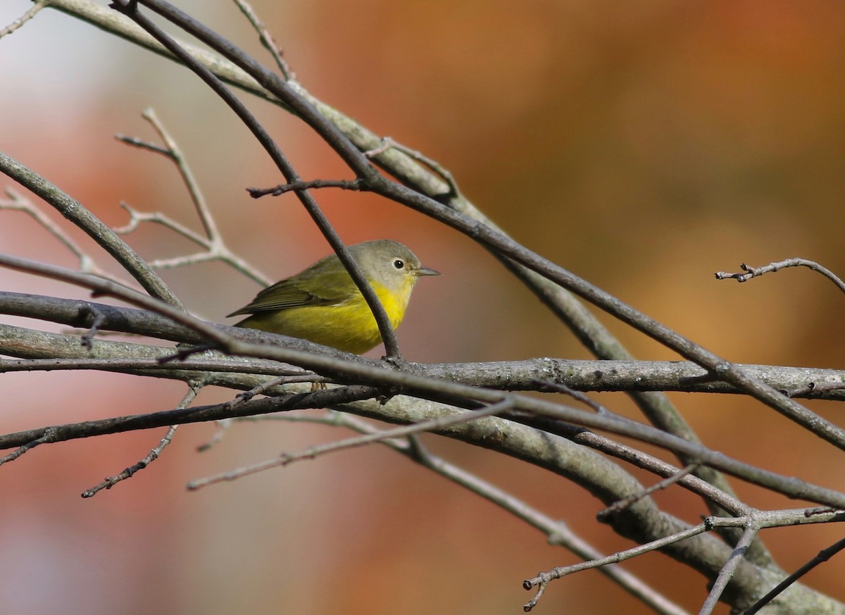 Nashville Warbler - ML267797071