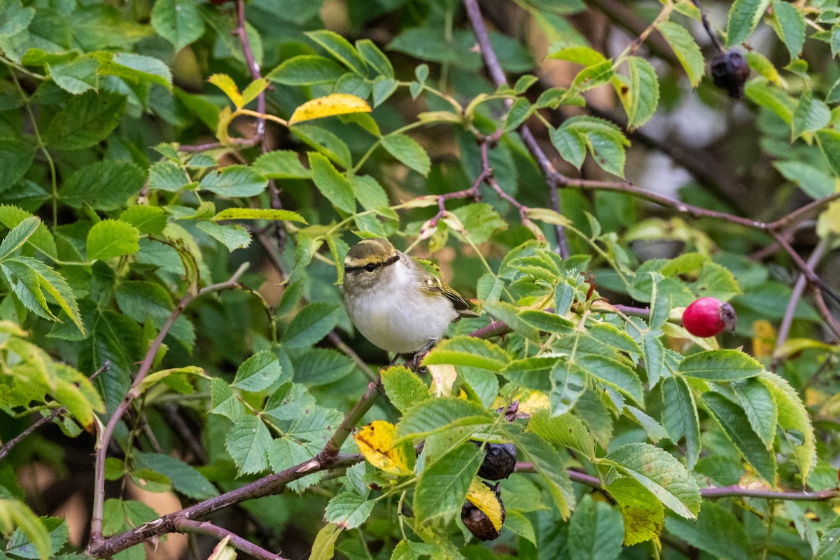 Pallas's Leaf Warbler - Hans Norelius