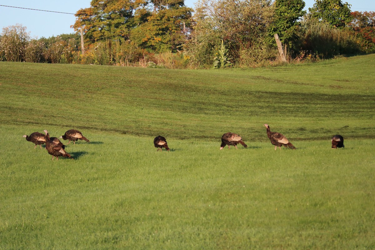 Wild Turkey - ML267799491