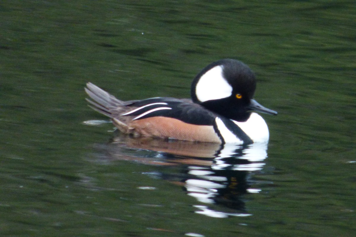 Hooded Merganser - Kathy Greider