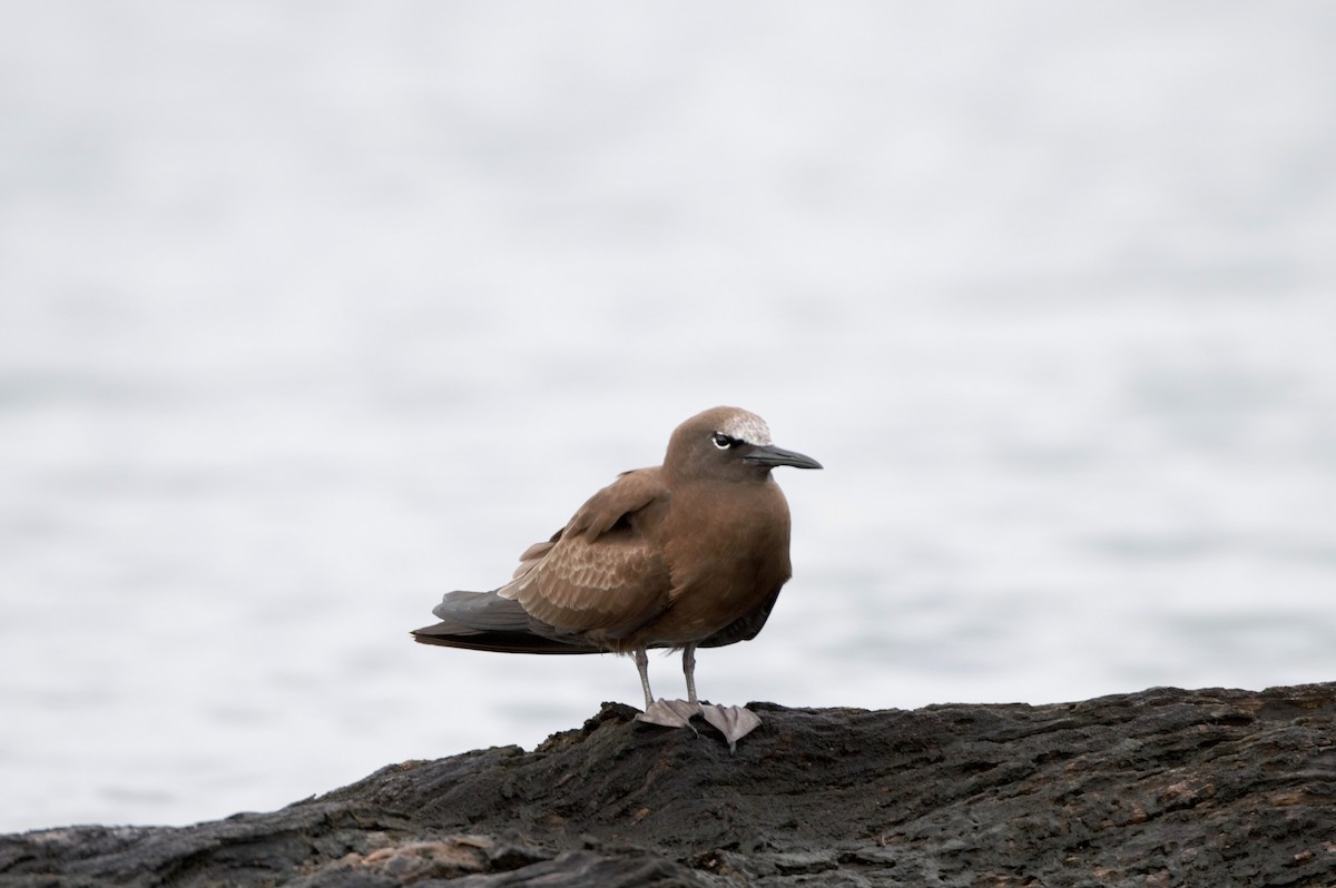 Brown Noddy - ML267800721