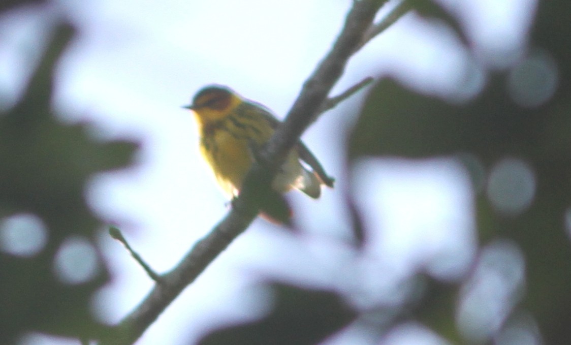 Cape May Warbler - ML26780081