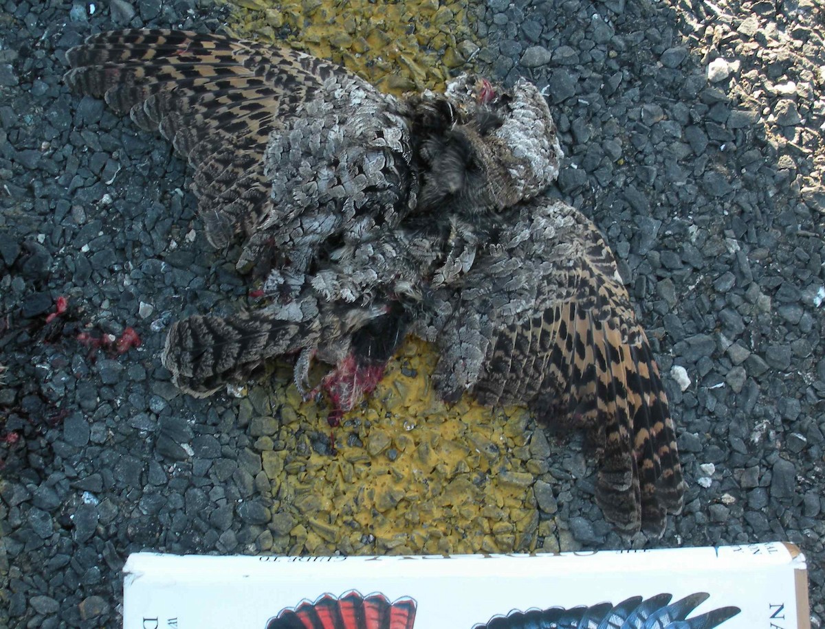 Common Poorwill - Eric Carpenter