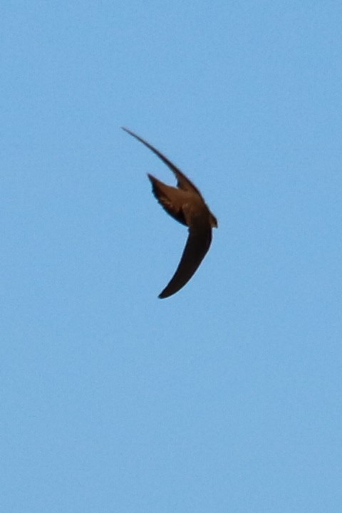 Chimney Swift - Ben Freeman