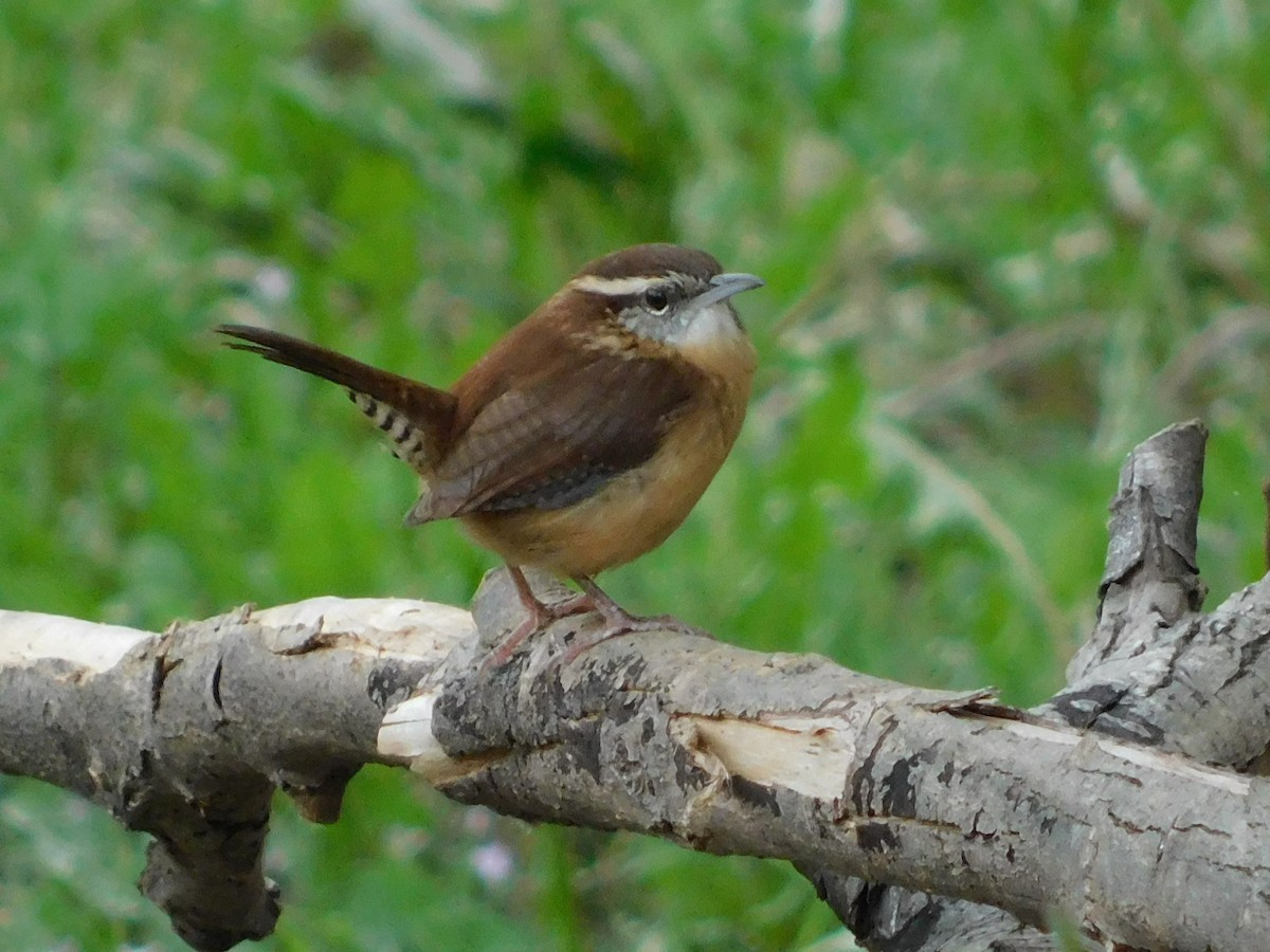 Carolina Wren - ML267807381