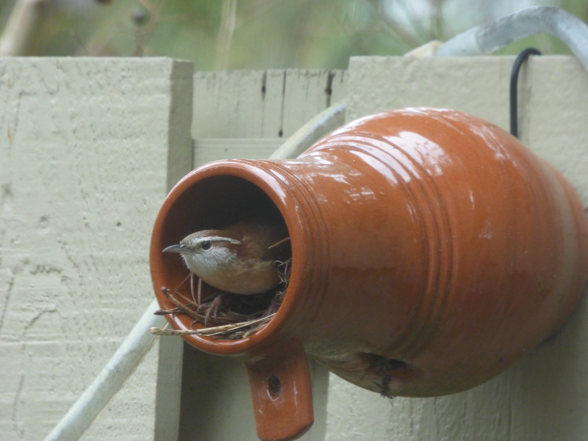 Carolina Wren - ML26780741