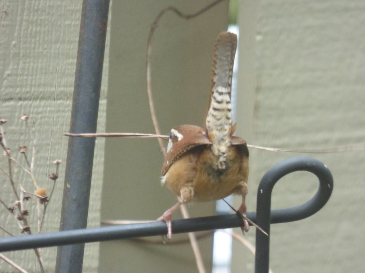 Carolina Wren - ML26780761