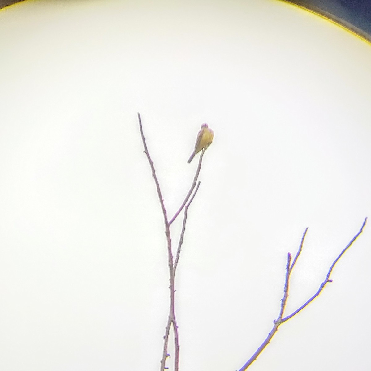 Western Kingbird - ML267813261