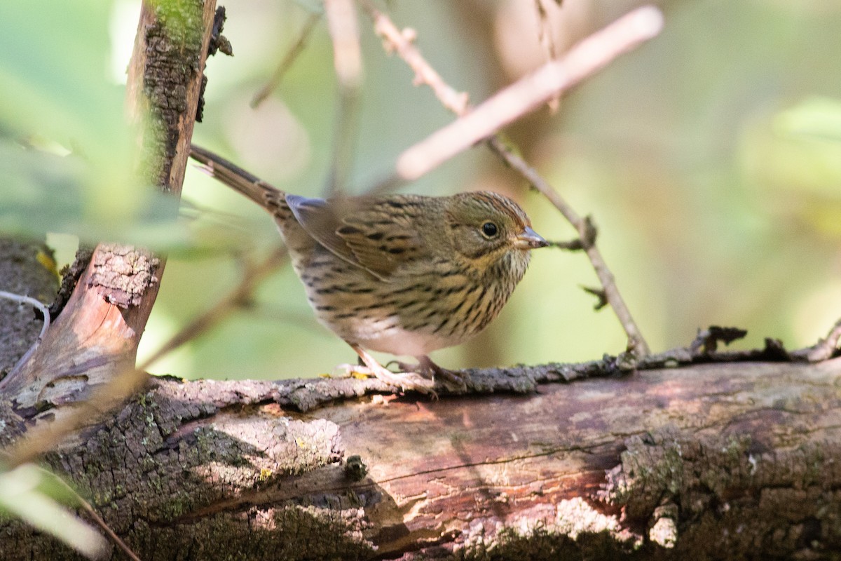 Lincoln's Sparrow - ML267816191