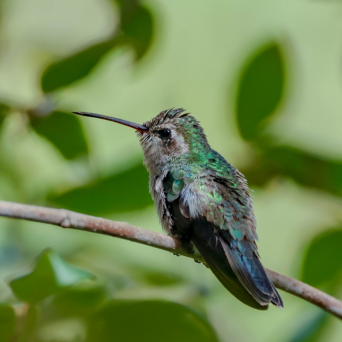 Broad-billed Hummingbird - ML267816511