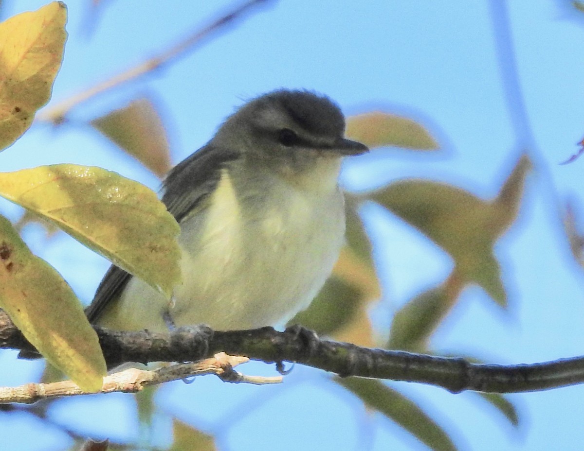 Red-eyed Vireo - Mary  McMahon