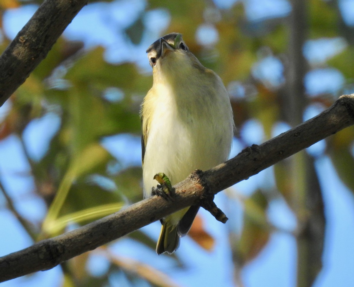 Red-eyed Vireo - Mary  McMahon