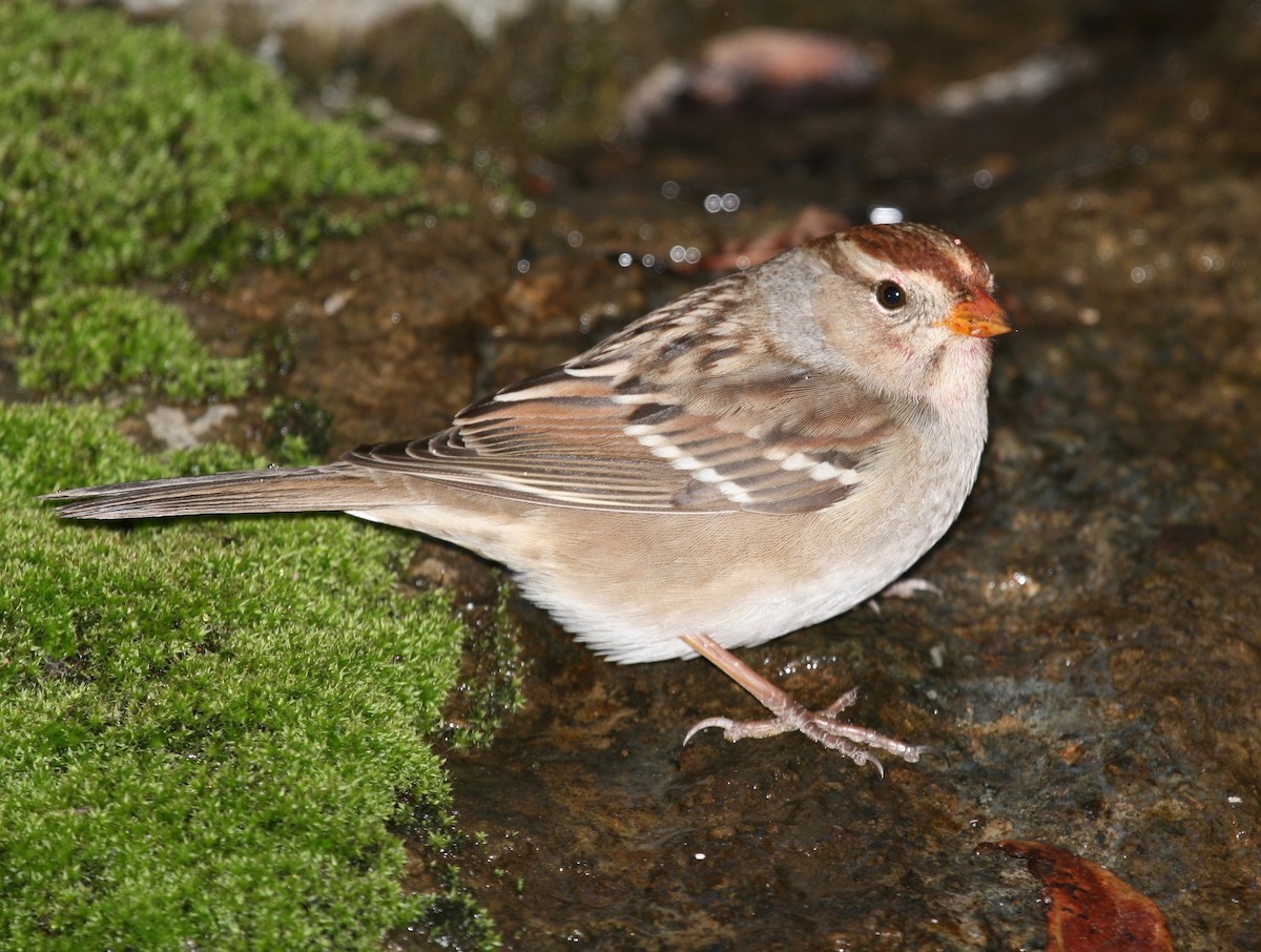 White-crowned Sparrow (Gambel's) - ML26781801