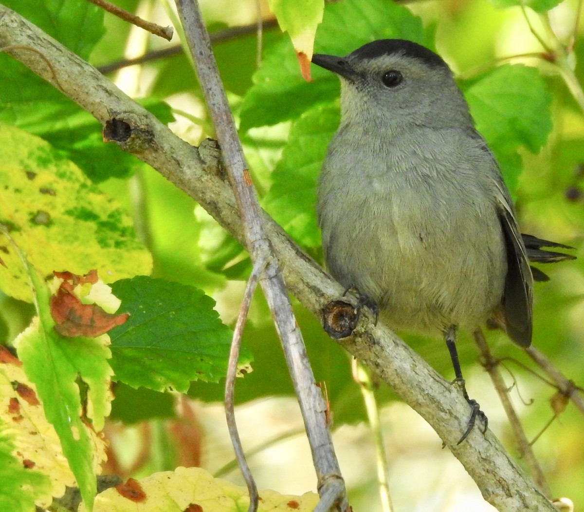 Gray Catbird - ML267818261