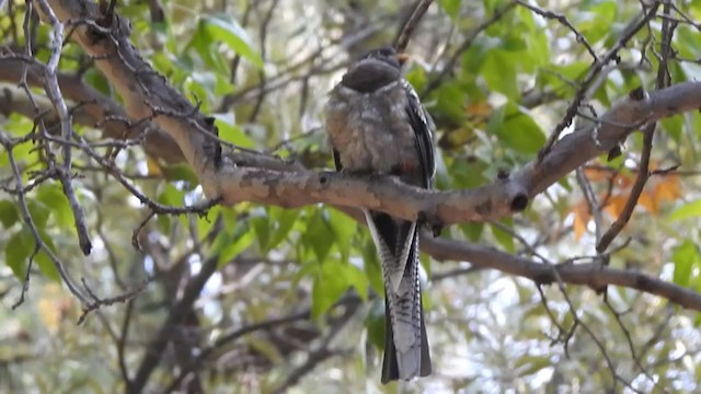 trogon krásný - ML267818981