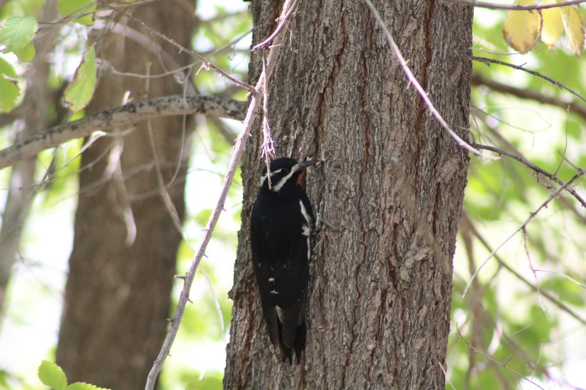 Williamson's Sapsucker - ML267819031