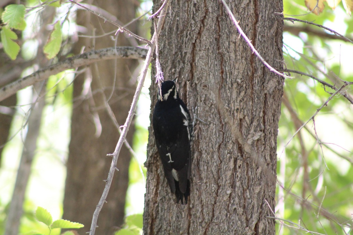 Williamson's Sapsucker - Jonathan Brooks