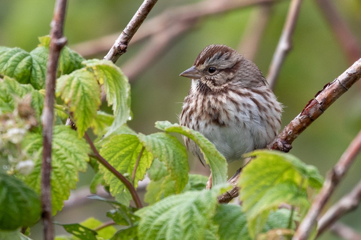 Song Sparrow - ML267819921