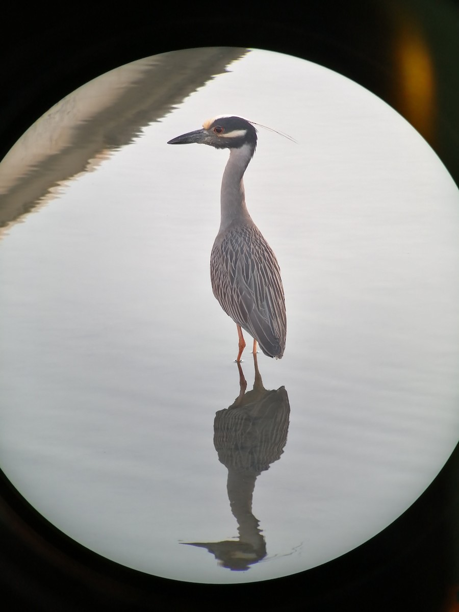 Yellow-crowned Night Heron - ML267821671