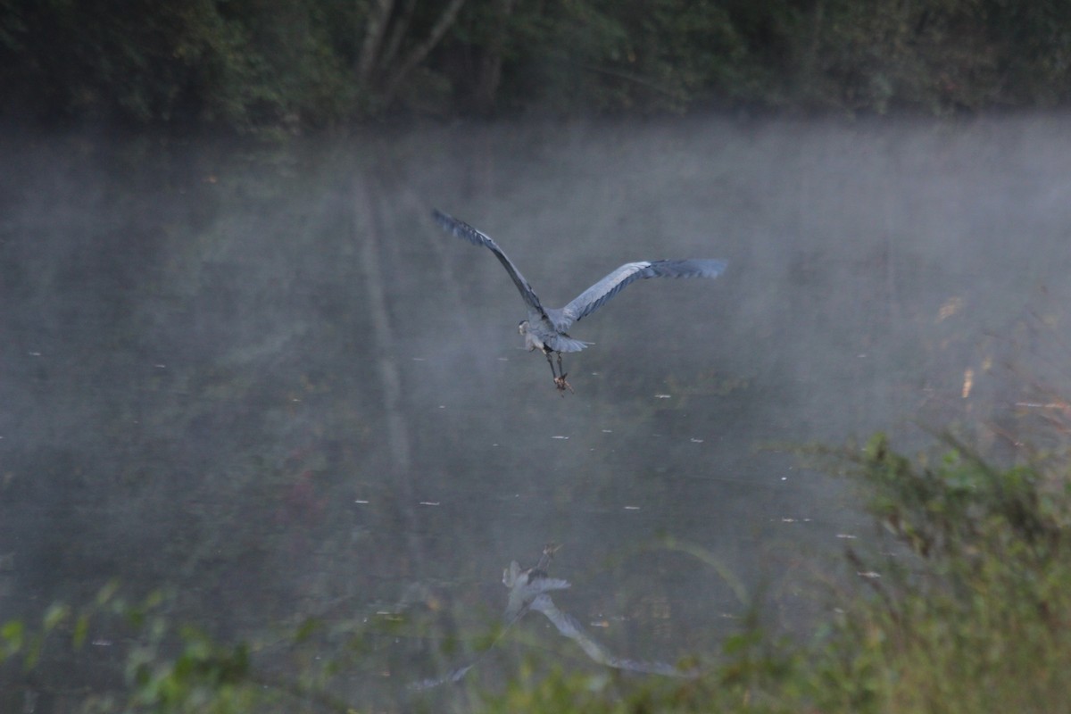 オオアオサギ - ML267821891
