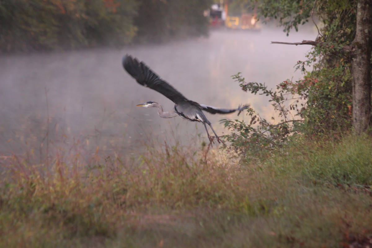 オオアオサギ - ML267821931