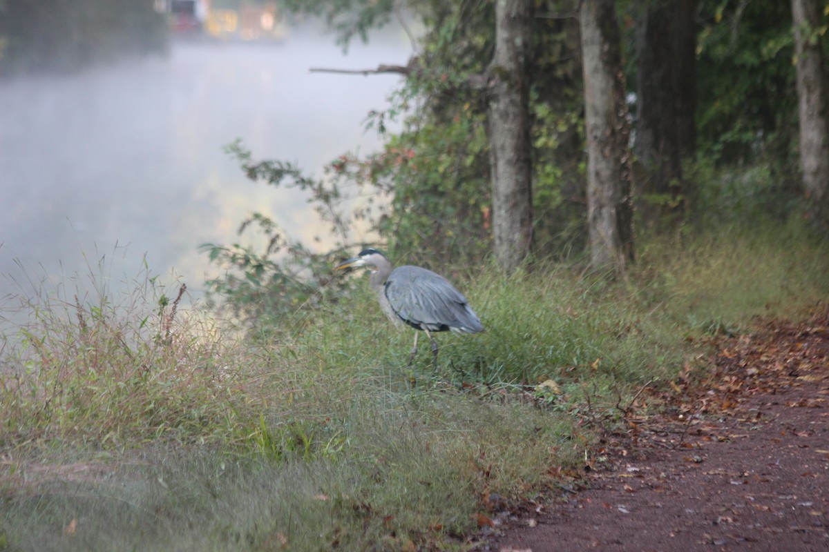 オオアオサギ - ML267821951