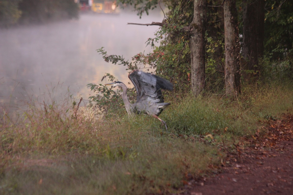 オオアオサギ - ML267821961