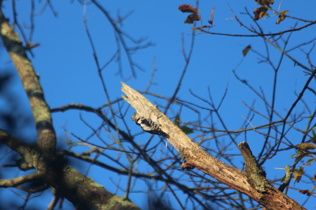 セジロコゲラ - ML267821971