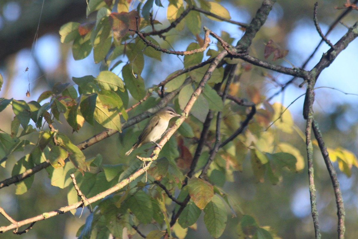 Red-eyed Vireo - ML267822041
