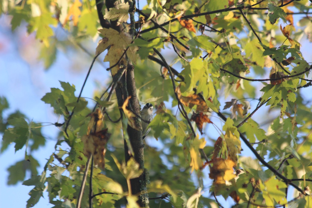 Black-and-white Warbler - ML267822311