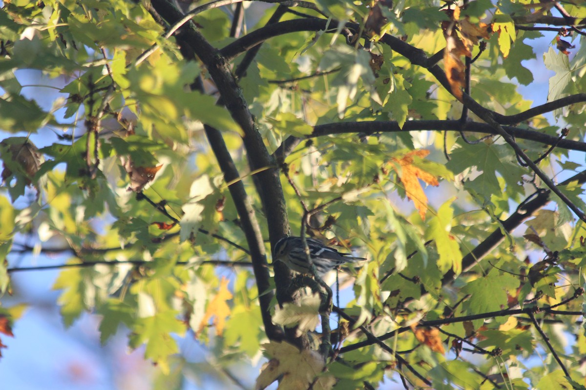 Black-and-white Warbler - ML267822321