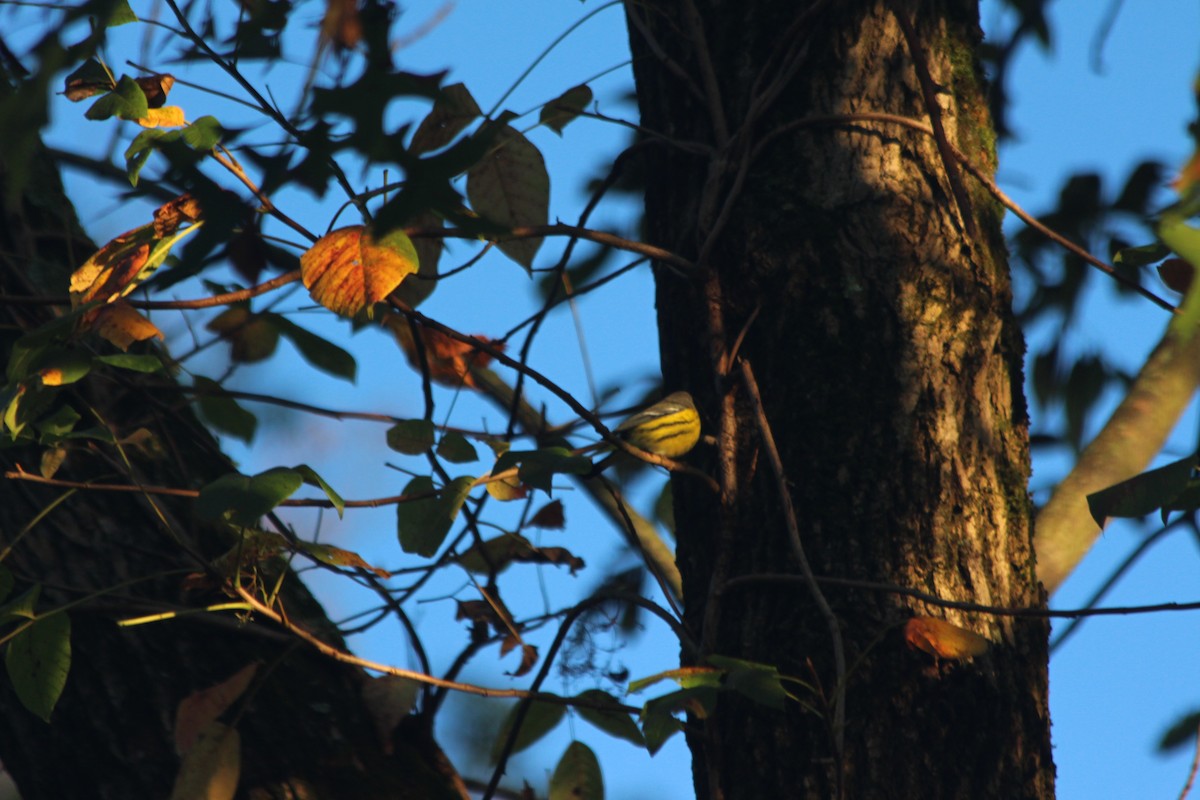 Magnolia Warbler - ML267822431