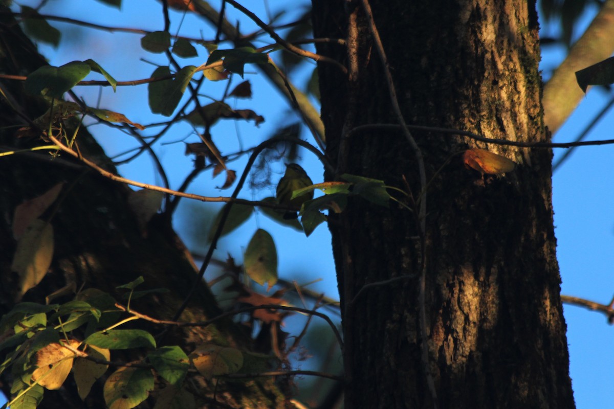 Magnolia Warbler - ML267822871